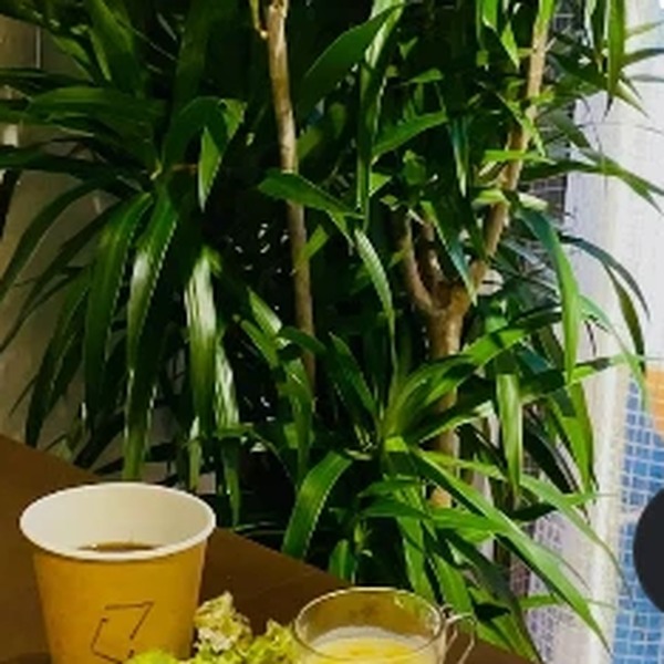 観葉植物のそばに置かれたドリンク